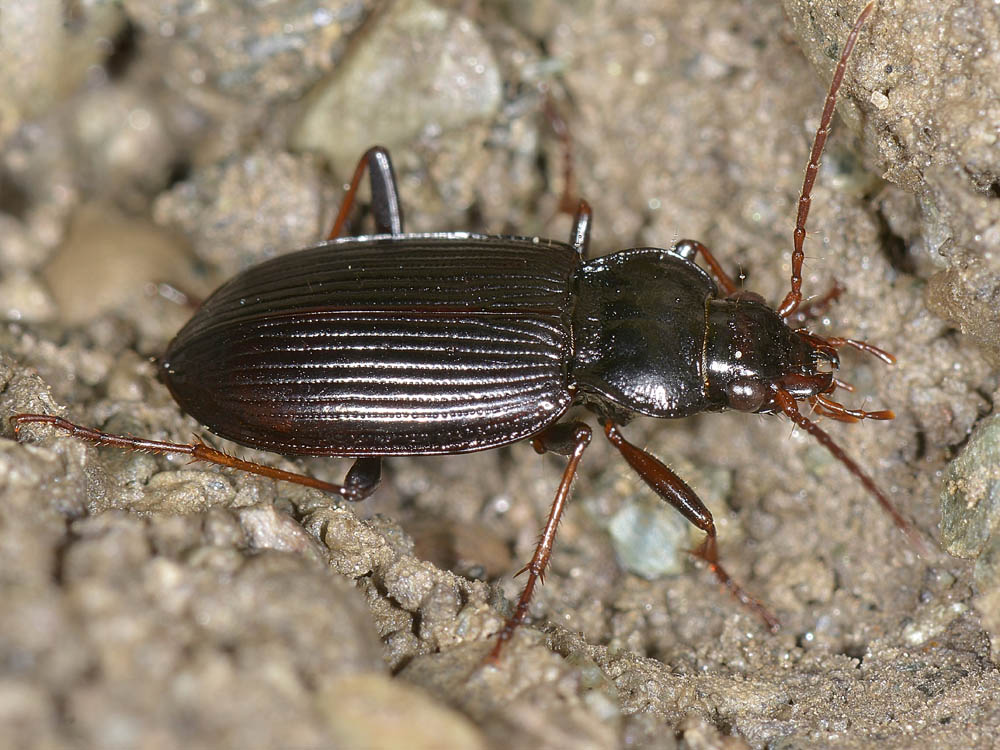 Due Nebria brevicollis